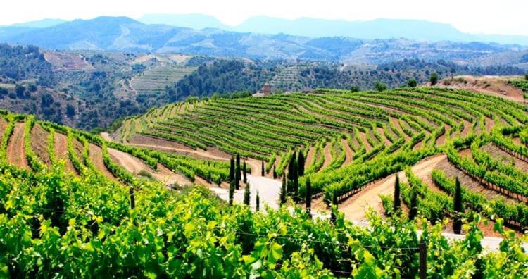Wine Experience Center - Spa&wine