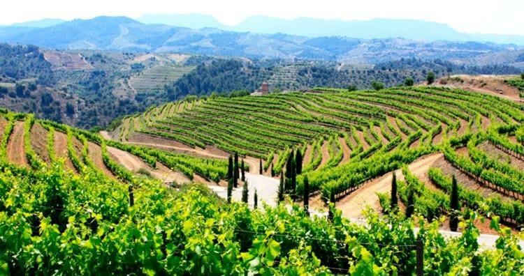 Wine Experience Center - Spa&wine * Salou